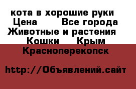 кота в хорошие руки › Цена ­ 0 - Все города Животные и растения » Кошки   . Крым,Красноперекопск